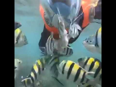 snorkel_natacao_endurafit